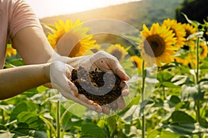 Field of sunflowers under bright sun